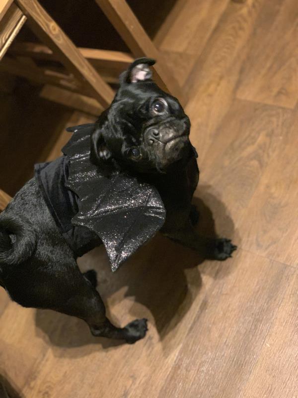 /images/uploads/pug nation rescue of los angeles/pugnation2021/entries/15063thumb.jpg